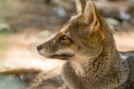 adult black_nose captivity color day eyes_open facing_side gray_fur hoary_fox image lycalopex mouth_closed orange_eyes outdoors partial_body photo portrait single tan_fur zoo // 2047x1365 // 603KB