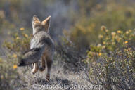 adult black_nose black_tail_tip day desert eyes_open facing_away full_body gray_fur lycalopex mouth_closed orange_eyes pampas_fox red_fur running single standing summer_coat sunny wild // 600x400 // 226KB