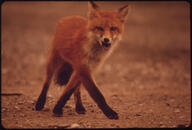 adult black_nose color day eyes_open facing_towards full_body image mouth_open muzzle_mark orange_eyes outdoors photo red_fox red_fur single snowing standing teeth vulpes walking white_tail_tip wild // 3000x2032 // 844KB