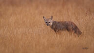 adult bengal_fox black_nose color day desert eyes_open facing_towards image mouth_closed outdoors photo single standing summer_coat tan_fur vulpes wild // 4462x2510 // 2.7MB