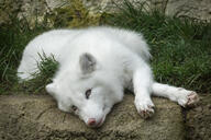 adult arctic_fox black_nose blue_eyes captivity color day eyes_open facing_towards full_body grass heterochromia image mottled_nose mouth_closed on_side orange_eyes photo pink_nose single vulpes white_fur zoo // 4265x2847 // 6.1MB