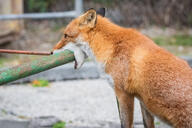 adult black_nose captivity cloudy day eating eyes_open facing_side holding_something image mouth_open no_muzzle_mark orange_eyes partial_body red_fox red_fur single sitting summer_coat teeth vulpes white_fur zoo // 2048x1365 // 522KB