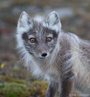 adult arctic_fox black_nose day eyes_open image mouth_closed orange_eyes outdoors partial_body portrait screaming shedding single standing vulpes white_fur wild // 1700x1835 // 374KB