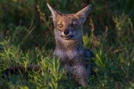 adult black_nose black_tail_tip eyes_open facing_towards full_body funny grass gray_fur lycalopex mouth_closed on_stomach orange_eyes pampas_fox red_fur single staring summer_coat sunny teeth twilight wild // 800x533 // 108KB