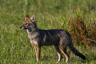 adult black_nose black_tail_tip eyes_open facing_side full_body grass gray_fur lycalopex mouth_closed orange_eyes pampas_fox red_fur single standing staring summer_coat sunny twilight wild // 800x533 // 146KB