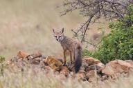 adult bengal_fox black_nose black_tail_tip color day desert eyes_open facing_towards image mouth_closed outdoors photo single standing summer_coat tan_fur vulpes wild // 2452x1634 // 2.0MB