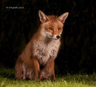 adult black_nose color eyes_open facing_side full_body grass image mouth_closed muzzle_mark night orange_eyes photo red_fox red_fur single sitting staring vulpes white_fur wild winter_coat // 2048x1847 // 548KB