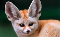 adult black_eyes black_nose captivity day eyes_open facing_towards fennec_fox image mouth_closed partial_body portrait single tan_fur vulpes winter_coat zoo // 1920x1200 // 287KB