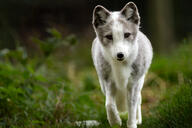 adult arctic_fox black_nose captivity day eyes_open facing_towards full_body grass grey_fur image mouth_closed orange_eyes outdoors single summer_coat sunny vulpes walking white_fur white_tail_tip // 2048x1365 // 436KB