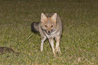 adult black_nose black_tail_tip color day eyes_open facing_towards full_body grass gray_fur image lycalopex mouth_closed orange_eyes pampas_fox photo red_fur single standing staring summer_coat sunny walking wild // 2048x1365 // 2.4MB