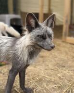 adult captivity color eyes_open facing_side gray_fur gray_nose green_eyes image indoors mouth_closed partial_body photo portrait red_fox single standing staring summer_coat vulpes white_fur zoo // 1024x1280 // 113KB