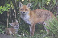 adult black_nose day eyes_open facing_towards forest full_body grass image mouth_closed multiple muzzle_mark nip on_side orange_eyes red_fox red_fur standing staring summer_coat vulpes white_fur white_tail_tip wild young // 3072x2049 // 1.8MB