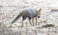 adult black_nose black_tail_tip color day desert eyes_open facing_away full_body gray_fur image lycalopex mouth_closed orange_eyes pampas_fox pawpads photo red_fur single standing summer_coat sunny walking wild // 1024x612 // 198KB