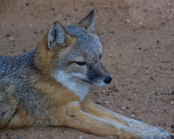 adult black_nose color day eyes_open facing_side gray_fur image mouth_closed on_stomach orange_eyes partial_body photo single staring summer_coat swift_fox tan_fur vulpes white_fur wild // 720x576 // 259KB