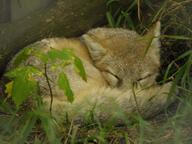 adult black_nose black_tail_tip captivity color curled day eyes_closed facing_towards full_body grass gray_fur image mouth_closed photo single sleeping swift_fox tan_fur vulpes white_fur winter_coat zoo // 2048x1536 // 434KB