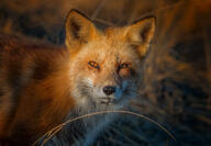 adult black_nose color eyes_open facing_towards grass image mouth_closed muzzle_mark orange_eyes partial_body photo portrait red_fox red_fur single standing staring sunny twilight vulpes white_fur white_tail_tip wild winter_coat // 5279x3648 // 3.0MB