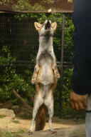 adult black_nose eyes_open facing_up full_body image mouth_open muzzle_mark orange_eyes outdoors red_fox red_fur standing_biped summer_coat vulpes white_fur white_tail_tip wild zoo // 2730x4096 // 2.4MB