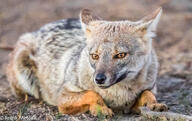 adult black_nose black_tail_tip color day eyes_open facing_towards full_body gray_fur image lycalopex mouth_closed on_stomach orange_eyes outdoors pampas_fox photo red_fur single staring summer_coat sunny wild // 3105x1952 // 999KB