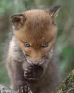 black_nose close_up cloudy color day eyes_open facing_towards forest green_eyes image mouth_closed muzzle_mark partial_body photo playing portrait red_fox red_fur single standing staring summer_coat vulpes white_fur wild young // 1080x1350 // 258KB