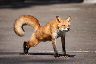 adult black_nose day eyes_closed facing_towards full_body image muzzle_mark outdoors photo red_fox red_fur single standing stretching sunny tail_raised urban vulpes wild // 4096x2732 // 3.4MB