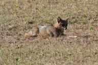 adult black_nose color day eyes_open facing_side full_body grass gray_fur hoary_fox image lycalopex mouth_closed on_stomach orange_eyes outdoors photo single tan_fur wild // 2886x1924 // 2.4MB