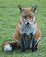 adult day eyes_open fat image photo red_fox single vulpes wild // 1675x2048 // 377KB