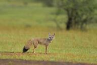 adult bengal_fox black_nose black_tail_tip color day eyes_open facing_towards grass image mouth_closed outdoors photo single standing summer_coat tan_fur vulpes wild // 4024x2683 // 1.2MB