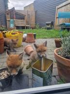 day eyes_open image multiple photo red_fox red_fur urban vulpes wild young // 3000x4000 // 1.2MB