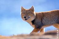 adult black_nose color day eyes_open facing_towards image mouth_open orange_eyes outdoors partial_body photo red_fur single sunny tan_fur teeth tibetan_fox vulpes walking wild // 1080x720 // 96KB