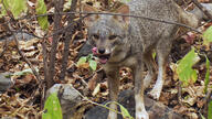 adult black_nose black_tail_tip color day eyes_open facing_towards forest full_body gray_fur image licking lycalopex mlem mouth_open orange_eyes outdoors photo sechuran_fox single standing sunny tongue white_fur wild // 1920x1080 // 586KB