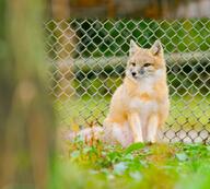 adult black_nose captivity color day eyes_open facing_towards full_body grass gray_fur image mouth_closed orange_eyes photo single sitting staring swift_fox tan_fur vulpes white_fur winter_coat zoo // 5125x4614 // 2.0MB