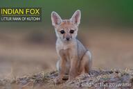 bengal_fox black_nose color day desert eyes_open facing_towards image mouth_closed outdoors photo single sitting summer_coat tan_fur vulpes wild young // 3505x2332 // 829KB