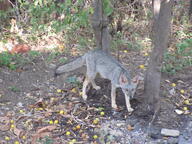 adult black_nose black_tail_tip color day eyes_open facing_towards forest full_body gray_fur image lycalopex mouth_closed orange_eyes outdoors photo sechuran_fox single standing sunny white_fur wild // 2048x1536 // 956KB