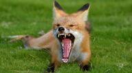 adult black_nose cloudy color day eyes_closed facing_towards full_body grass image mouth_open muzzle_mark on_stomach photo red_fox red_fur single summer_coat teeth tongue vulpes white_fur wild yawning // 2047x1128 // 510KB