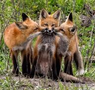 black_nose cloudy color cute day eyes_open full_body funny grass grooming image mouth_open multiple muzzle_mark orange_eyes outdoors photo red_fox red_fur sitting standing vulpes white_tail_tip wild young // 1080x1026 // 796KB