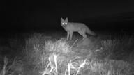 adult black_nose black_tail_tip eyes_open facing_towards full_body grass grayscale image mouth_closed night photo single standing staring summer_coat swift_fox vulpes wild // 1720x968 // 251KB