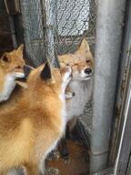 adult black_nose captivity cloudy color day eyes_closed eyes_open facing_away facing_side facing_towards full_body grooming image mouth_closed multiple no_muzzle_mark orange_eyes photo red_fox red_fur sitting standing staring summer_coat teeth vulpes white_fur white_tail_tip zoo // 1536x2048 // 675KB