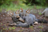 black_nose color darwin's_fox day eyes_open facing_towards forest full_body gray_fur image lycalopex mouth_closed on_side on_stomach orange_eyes photo playing single wild young // 3071x2048 // 1.4MB