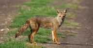 adult black_nose black_tail_tip color day eyes_open facing_towards full_body grass gray_fur image lycalopex mouth_closed orange_eyes pampas_fox photo red_fur single standing staring summer_coat sunny wild // 1901x996 // 475KB