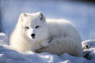 adult arctic_fox black_nose blue_eyes color curled day eyes_open facing_towards full_body heterochromia image mouth_closed orange_eyes outdoors photo snow vulpes white_fur wild // 6144x4096 // 2.4MB