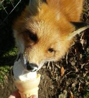 close_up day eating eyes_open image mouth_open partial_body red_fox red_fur single vulpes // 990x1080 // 172KB