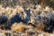 adult black_nose black_tail_tip color day eyes_open facing_towards full_body grass gray_fur image lycalopex mouth_closed orange_eyes pampas_fox photo red_fur single standing staring summer_coat sunny wild // 3072x2048 // 2.2MB