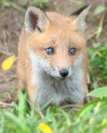 black_nose color day eyes_open facing_towards grass green_eyes image mouth_closed muzzle_mark outdoors partial_body photo portrait red_fox red_fur single standing sunny vulpes wild young // 3278x4096 // 2.7MB