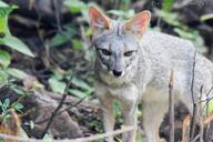 adult black_nose color day eyes_open facing_towards forest full_body gray_fur image lycalopex mouth_closed orange_eyes outdoors photo sechuran_fox single standing sunny white_fur wild // 1732x1154 // 177KB