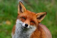 adult black_nose color eyes_open facing_towards head_tilted image indoors mouth_closed orange_eyes outdoors partial_body photo red_fox red_fur single vulpes white_fur white_tail_tip wild // 900x600 // 107KB