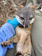 adult black_nose close_up color day eyes_open F257 facing_towards grass gray_fur image island_fox mouth_closed on_back orange_eyes outdoors partial_body photo red_fur single sunny urocyon wild // 810x1080 // 327KB