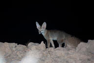 adult black_eyes black_nose blanford's_fox color desert eyes_open facing_towards full_body image mouth_closed night outdoors photo single standing tan_fur vulpes wild // 2048x1363 // 1.1MB