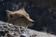 adult black_nose close_up color day eyes_open facing_side facing_towards gray_fur image mountains mouth_closed orange_eyes partial_body photo portrait single standing staring sunny tan_fur tibetan_fox vulpes white_fur wild winter_coat // 1023x682 // 118KB