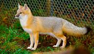 adult black_nose black_tail_tip captivity color day eyes_open facing_side full_body grass gray_fur image mouth_closed orange_eyes photo single standing staring swift_fox tan_fur vulpes white_fur winter_coat zoo // 7280x4196 // 3.5MB