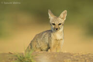 adult bengal_fox black_nose color day desert eyes_open facing_towards image mouth_closed outdoors photo single standing summer_coat tan_fur vulpes wild // 1800x1200 // 960KB